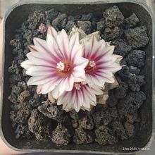 Photo of a cactus currently being identified