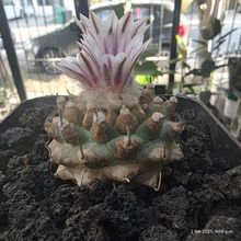 Photo of a cactus currently being identified