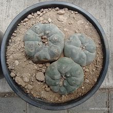 Una foto de Lophophora williamsii