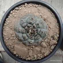 Una foto de Lophophora williamsii