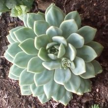 Foto de un cactus que se está identificando actualmente
