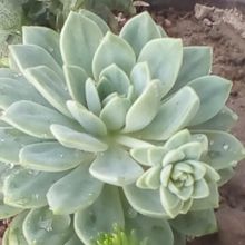 Foto de un cactus que se está identificando actualmente