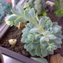 Foto de un cactus que se está identificando actualmente