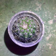 A photo of Echinopsis oxygona