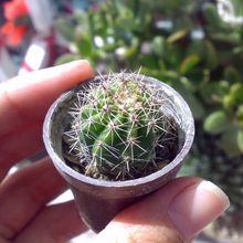 A photo of Echinopsis oxygona