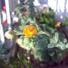 Foto de un cactus que se está identificando actualmente