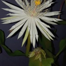 Una foto de Epiphyllum hookeri