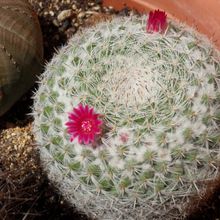 Photo of a cactus currently being identified