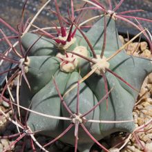 A photo of Ferocactus emoryi