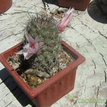 Una foto de Mammillaria albicans subsp. fraileana
