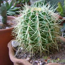 Una foto de Echinocactus grusonii