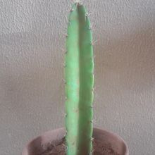 Photo of a cactus currently being identified