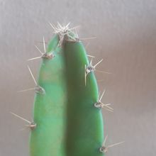 Photo of a cactus currently being identified