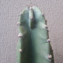 Photo of a cactus currently being identified