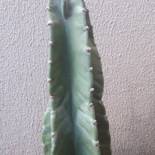 Photo of a cactus currently being identified