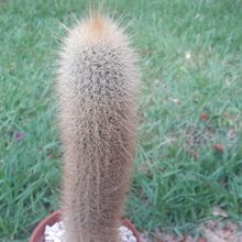 A photo of Cleistocactus hyalacanthus