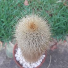 A photo of Cleistocactus hyalacanthus