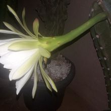 Photo of a cactus currently being identified