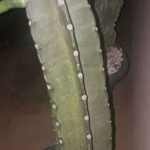 Photo of a cactus currently being identified
