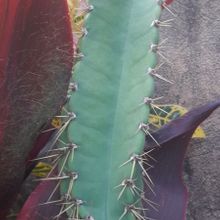 Photo of a cactus currently being identified