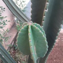 Una foto de Cereus jamacaru