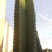 Una foto de Cereus jamacaru