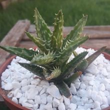 Una foto de Aloe juvenna