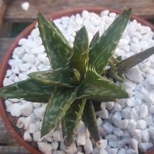Una foto de Aloe juvenna