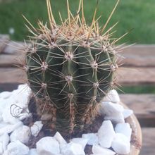 A photo of Echinopsis oxygona
