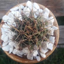 A photo of Echinopsis oxygona