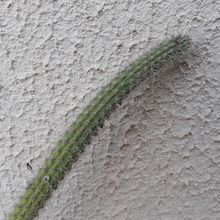 Foto de un cactus que se está identificando actualmente