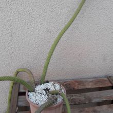 Foto de un cactus que se está identificando actualmente
