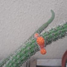 Foto de un cactus que se está identificando actualmente