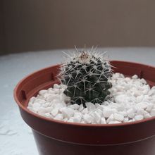 A photo of Mammillaria karwinskiana subsp. karwinskiana