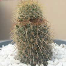 A photo of Mammillaria eriacantha