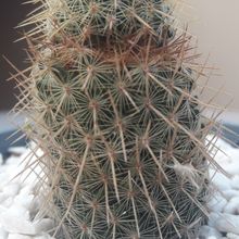 A photo of Mammillaria eriacantha