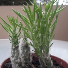 Una foto de Austrocylindropuntia vestita