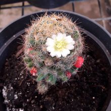 A photo of Mammillaria prolifera