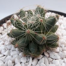 Una foto de Mammillaria sphaerica