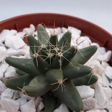 A photo of Mammillaria longimamma