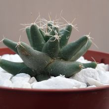 A photo of Mammillaria longimamma
