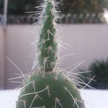 A photo of Opuntia pailana