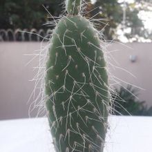 A photo of Opuntia pailana