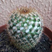 A photo of Mammillaria columbiana ssp. columbiana