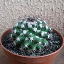 Una foto de Mammillaria mammillaris