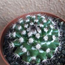 Una foto de Mammillaria mammillaris