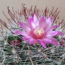 A photo of Mammillaria zeilmanniana
