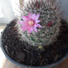 A photo of Mammillaria zeilmanniana