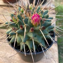 A photo of Mammillaria compressa ssp centralifera