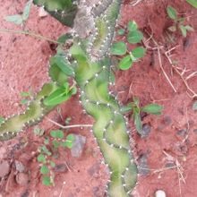 Foto de un cactus que se está identificando actualmente
